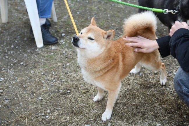 甘え上手の菊次郎くん