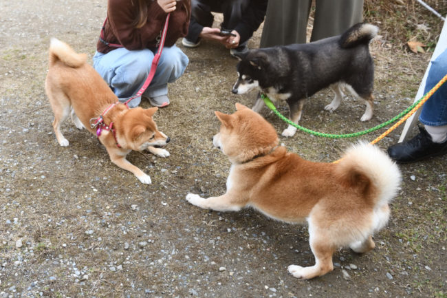 親子でじゃれ合う柴犬たち