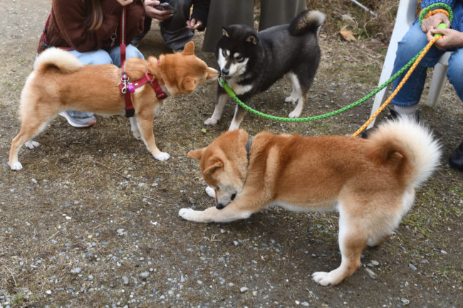 親子でじゃれ合う柴犬たち2