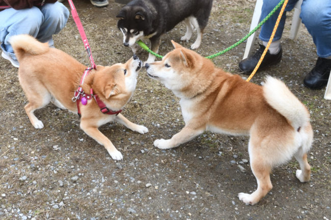 親子でじゃれ合う柴犬たち3