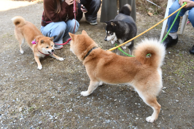 親子でじゃれ合う柴犬たち5