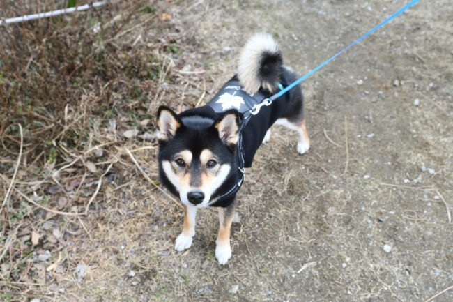 黒柴チタちゃん