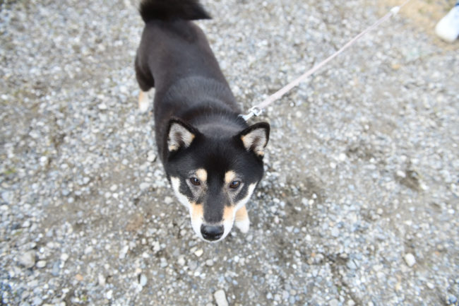 黒柴ウニちゃん