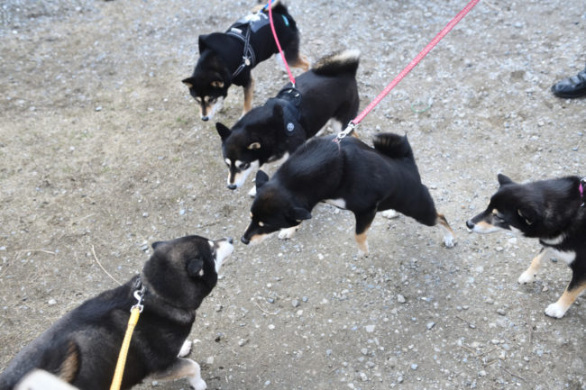 黒柴チコちゃんと黒柴4姉妹