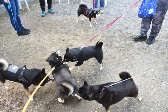 黒柴チコちゃんと黒柴4姉妹