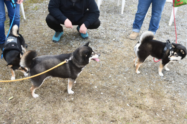 黒柴チコちゃんと黒柴4姉妹
