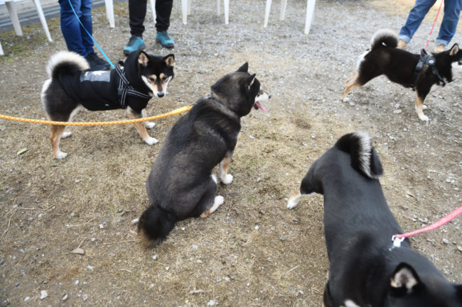 黒柴チコちゃんと黒柴4姉妹