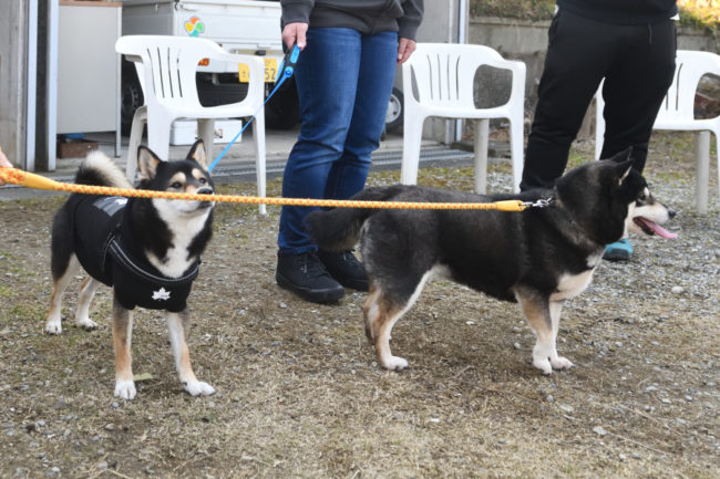 黒柴チコちゃんと黒柴4姉妹