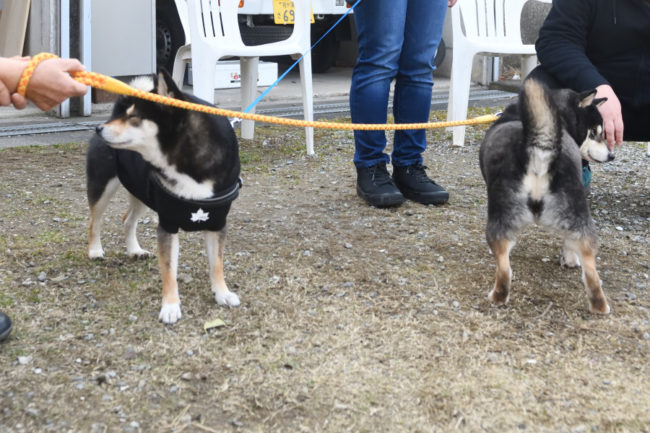 飼い主様に挨拶する黒柴チコちゃん