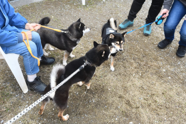 お父さんの黒柴二郎くんと娘たち