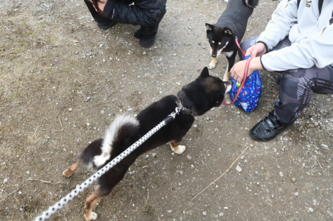 飼い主様に挨拶する黒柴二郎くん
