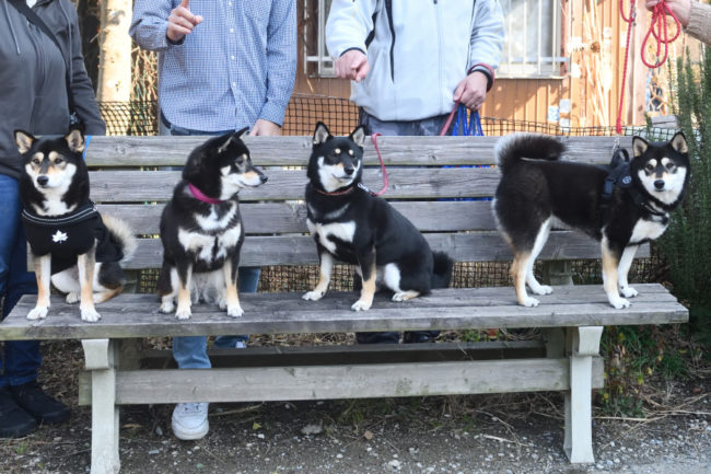 黒柴チタちゃん&ウニちゃん&あんこちゃん&はなちゃん3