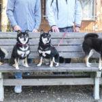 黒柴チタちゃん＆ウニちゃん＆あんこちゃん＆はなちゃん