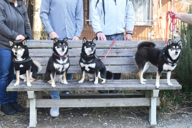 黒柴チタちゃん&ウニちゃん&あんこちゃん&はなちゃん