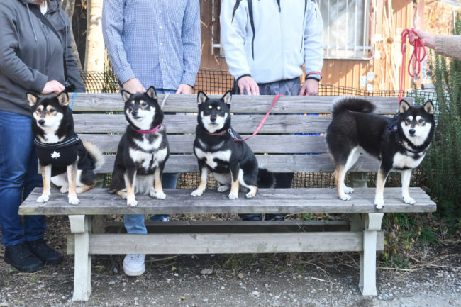 黒柴チタちゃん&ウニちゃん&あんこちゃん&はなちゃん