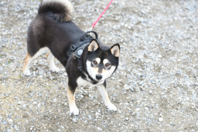 黒柴あんこちゃん2