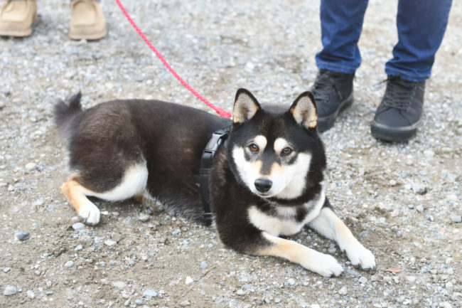 黒柴あんこちゃん