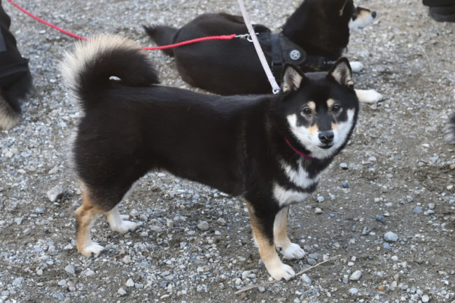 黒柴ウニちゃん