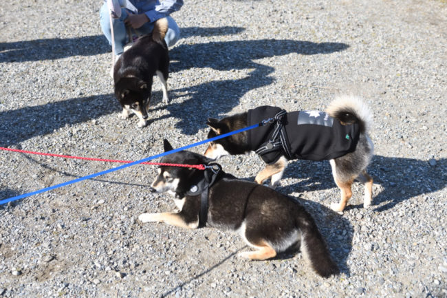 お疲れモードの黒柴4姉妹