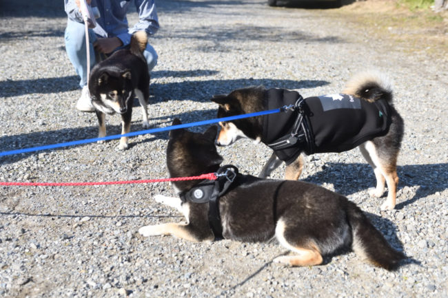 お疲れモードの黒柴4姉妹