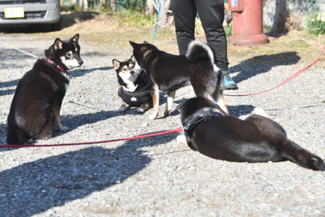 お疲れモードの黒柴4姉妹