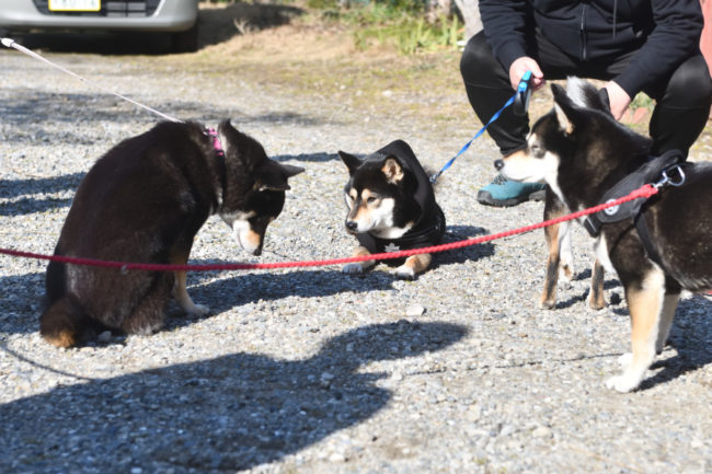 お疲れモードの黒柴4姉妹