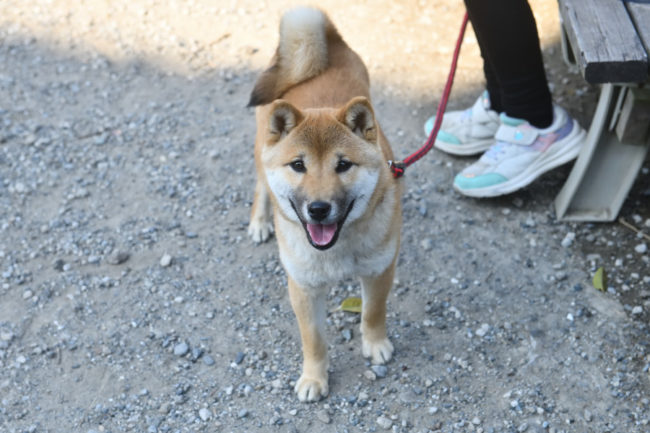 柴犬ケン君6か月