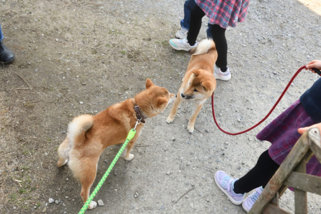 柴犬ケン君とモモちゃん