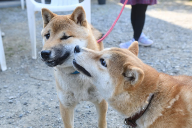 柴犬ケン君とモモちゃん