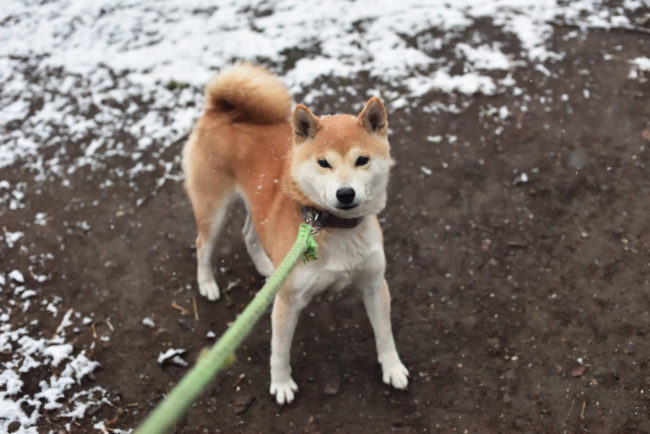 柴犬ムギと雪