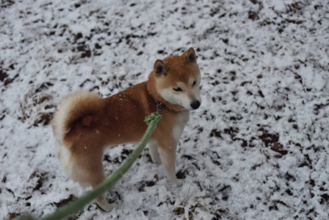 柴犬ムギと雪1