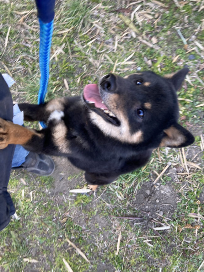 おねだりする黒柴はんぞう君