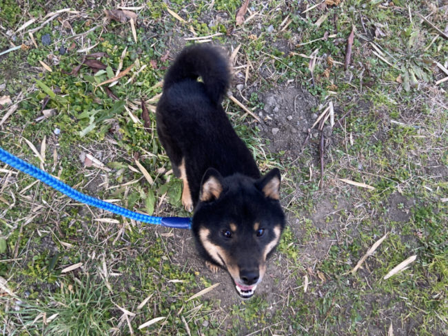 黒柴半蔵くん（1歳1か月）