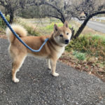 舞い散る雪と柴犬菊次郎くん