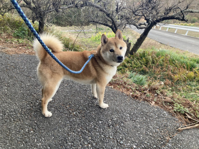 舞い散る雪と柴犬菊次郎くん