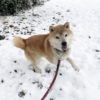 雪にはしゃぐ柴犬源太くん