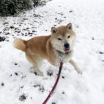 雪にはしゃぐ柴犬源太くん