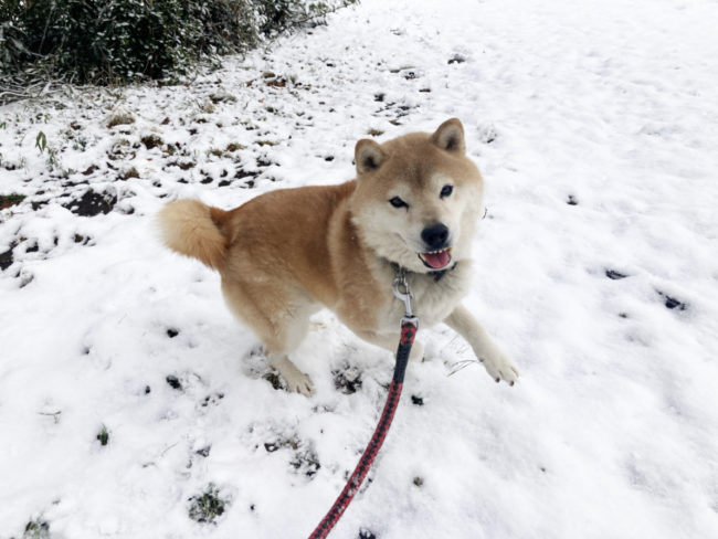 雪にはしゃぐ柴犬源太くん