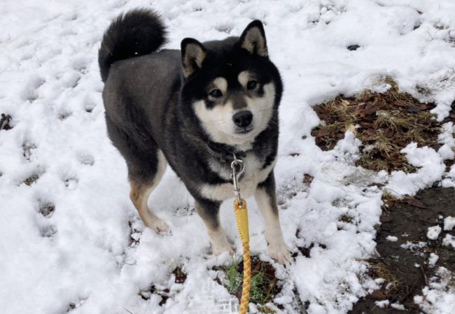 雪を初めて触る黒柴唯ちゃん