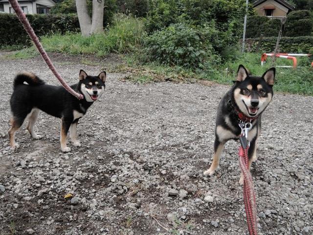 黒柴ハヤテ君と黒柴雪菜