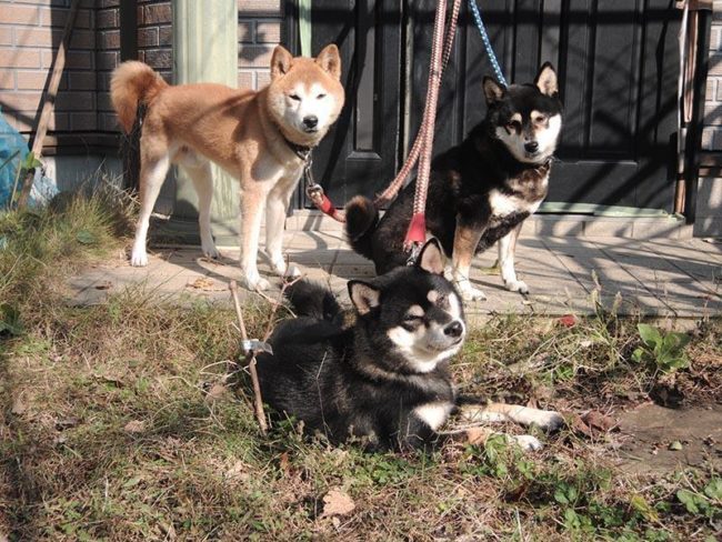 両親の丈二と綾姫と一緒に記念撮影の雪菜