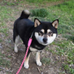 黒柴雪菜（2017年）