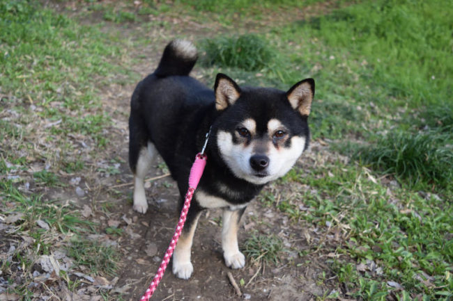 黒柴雪菜（2017年）