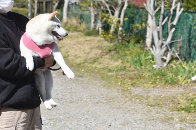 白柴こむぎちゃん