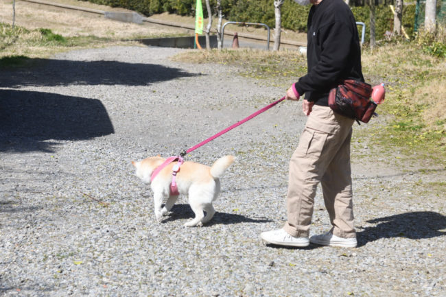 白柴こむぎちゃん