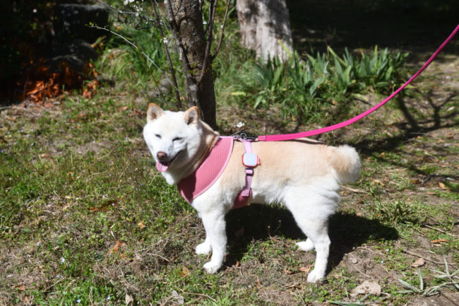 13歳の白柴こむぎちゃん