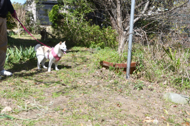 白柴こむぎちゃん