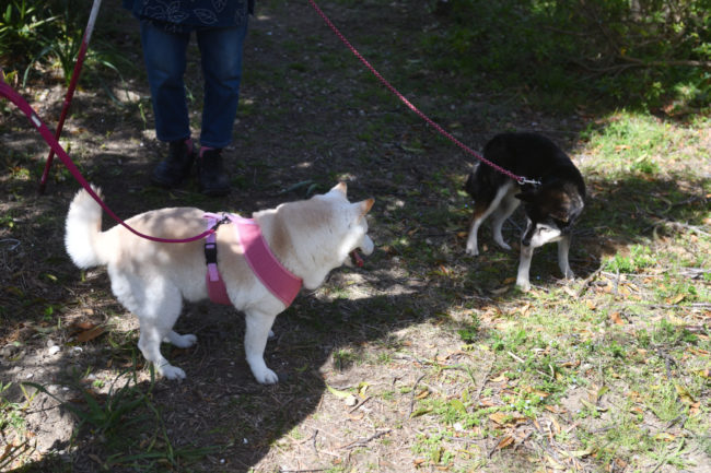 13歳の白柴こむぎちゃんと15歳の黒柴雪菜