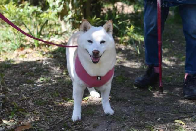 13歳の白柴こむぎちゃん