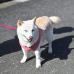 白柴こむぎちゃん3